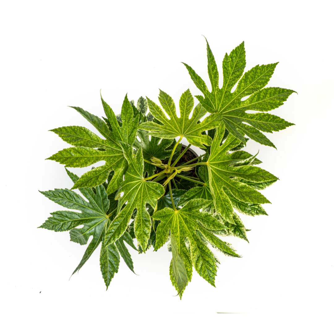 Fatsia Japonica Spider's Web - ↕45cm - Ø19cm