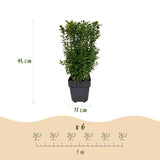 Green boutiQ - Haagplanten - Buxus sempervirens -  blad groen - 6 planten - 1 strekkende meter - groenblijvend - pot 17cm hoogte 45cm