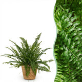 Nephrolepsis exaltata Green Lady - Varen - Huisdiervriendelijke Plant - Groen - 1 Plant - met Mand - Pot 12cm - Hoogte 25cm