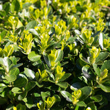 Green boutiQ - Haagplanten - Euonymus japonica Green Spire -  blad groen - 8 planten - 1 strekkende meter - groenblijvend - pot 9cm hoogte 20-25cm
