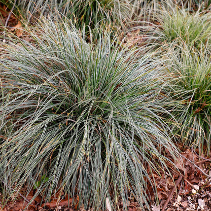 Green boutiQ - Siergrassen - Carex oshimensis Everest - Wit en Groen - 4 Planten - Bladhoudend - Weinig Onderhoud - Pot 17cm Hoogte 50cm