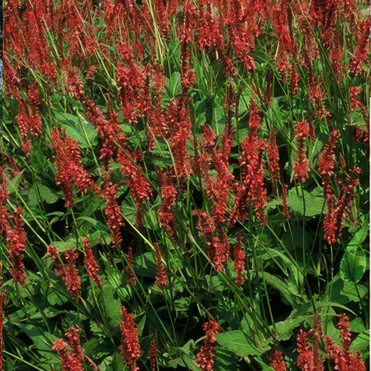 12x Persicaria amplexicaulis - ↕10-25cm - Ø9cm