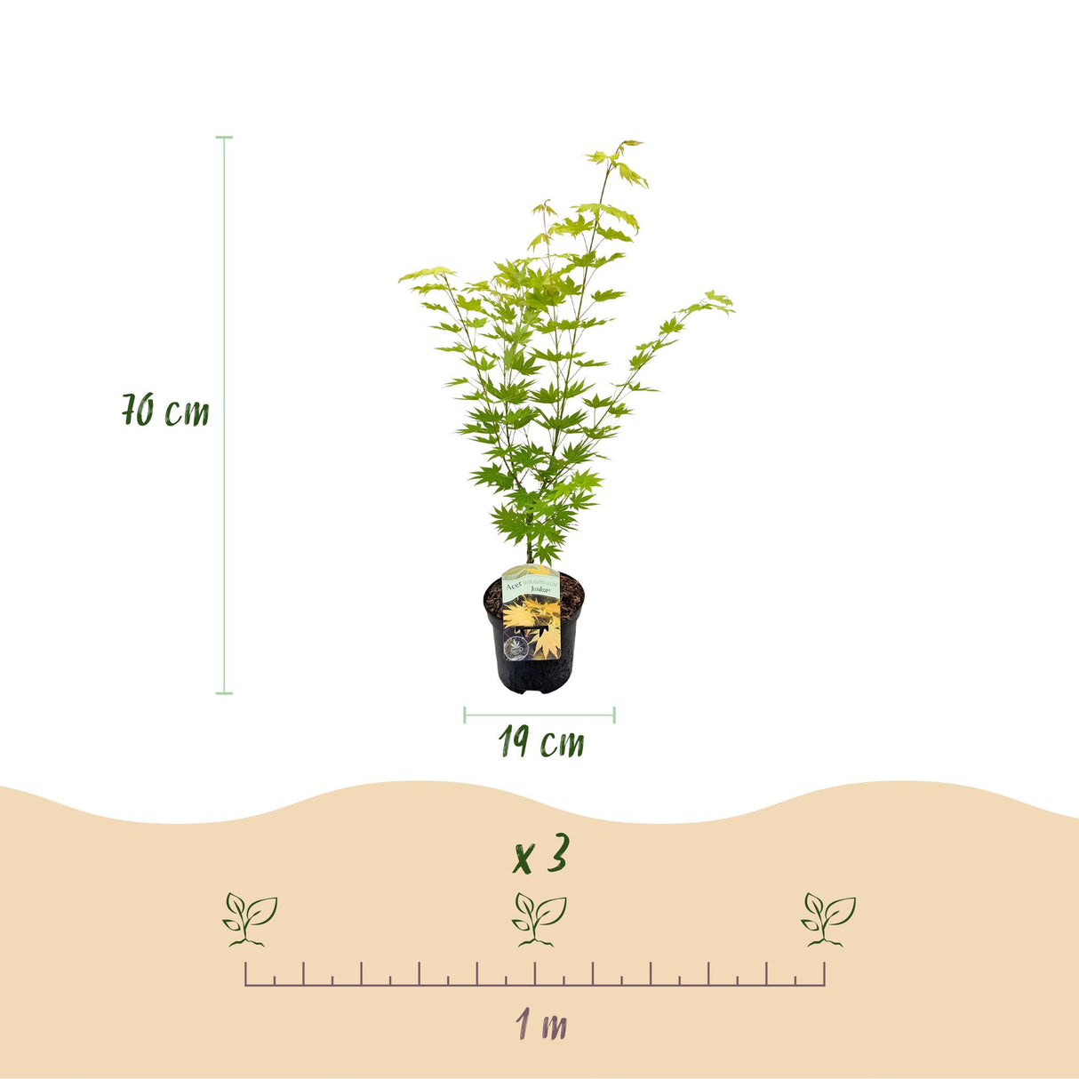 Green boutiQ - Terrasplant - Japanse Esdoorn - Acer palmatum Jordan - Geel - 2 Planten - Bladverliezend - Pot 19cm Hoogte 70cm