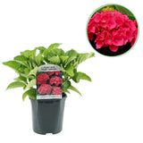 Hortensia / Hydrangea macrophylla Red - Bloem Rood - 1 Plant - Bladverliezend - Weinig Onderhoud - Pot 17cm Hoogte 30cm
