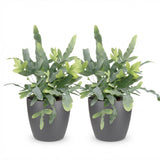 Phlebodium aureum Blue Star - Blauwe Varen - Huisdiervriendelijke Plant - Blauw - 2 Planten - met Potter Grijs - Pot 12cm - Hoogte 25cm