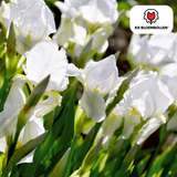 Iris Alaska 25 Stück