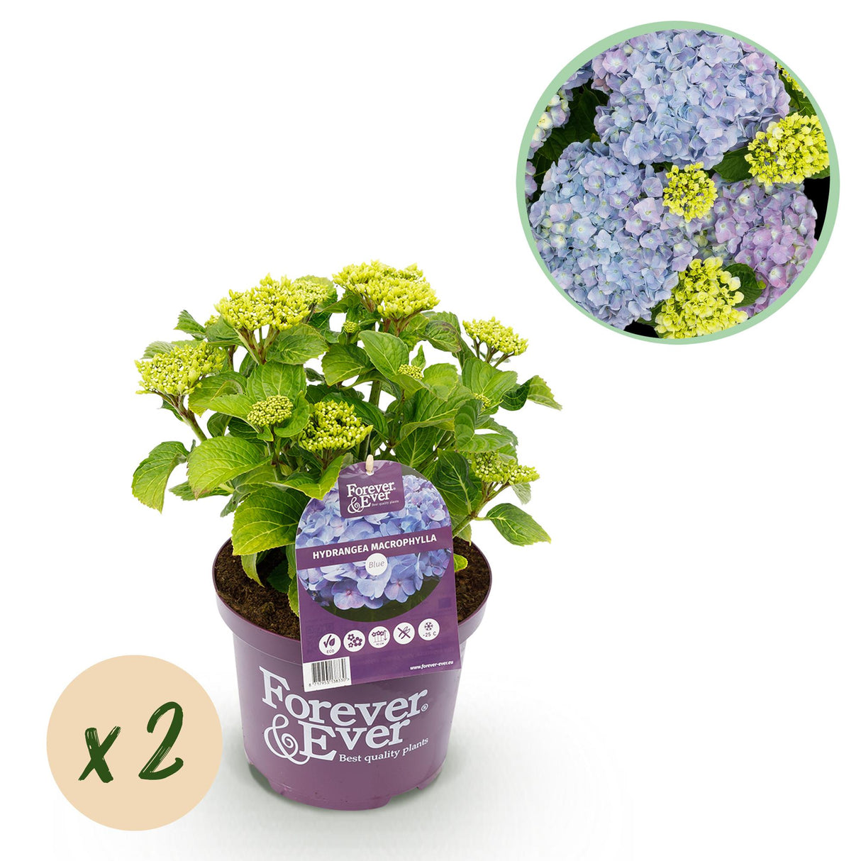 Green boutiQ - Terrasplant - Hortensia - Hydrangea Forever & Ever - Blauw - 7-12 Bloemen - 2 Planten - Pot 23cm Hoogte 55cm