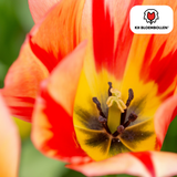 Tulpenbollen Spring Break – 20 Stuks | KH Bloembollen® | Rood-Oranje Tulp – Vurig, Energiek & Opvallend – Voor Tuin of Pot – Maat 11/12 – Vers van de Teler