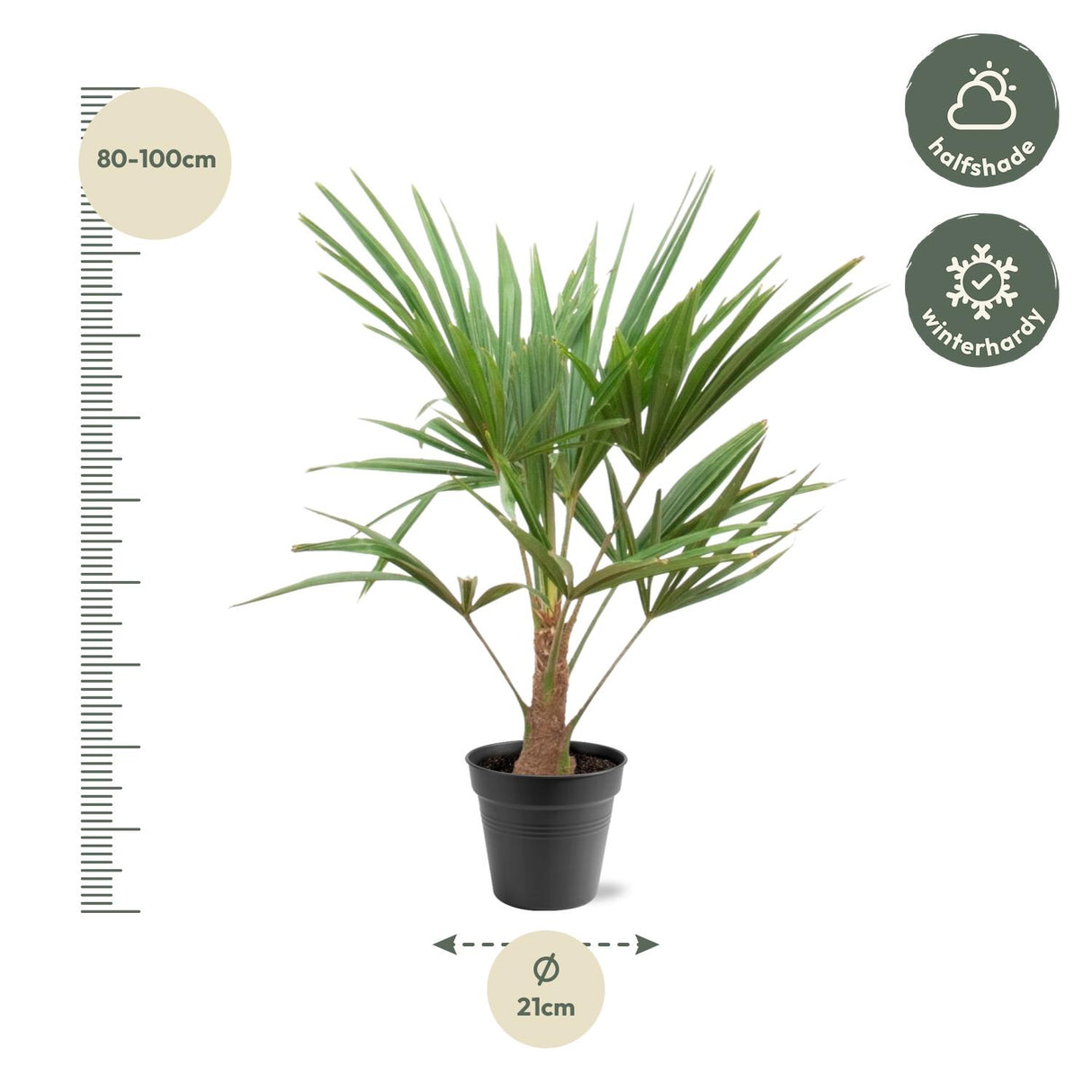 Trachycarpus Fortunei - 90-100cm - Ø21