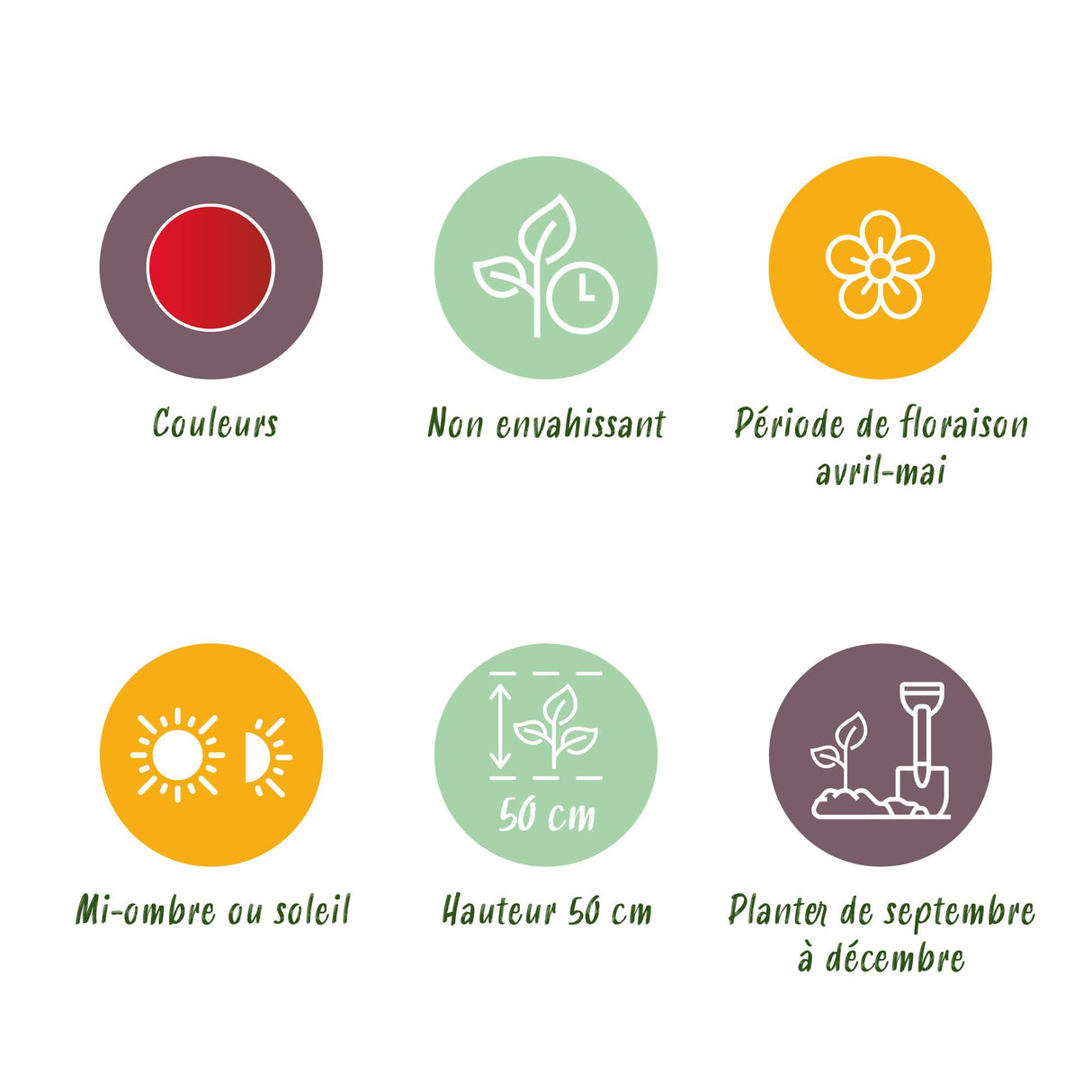 Green boutiQ - Bloembollen - Tulp Triumph Red - Kleur Rood - 15 stuks - Bolmaat 11/12 - XXL Pack