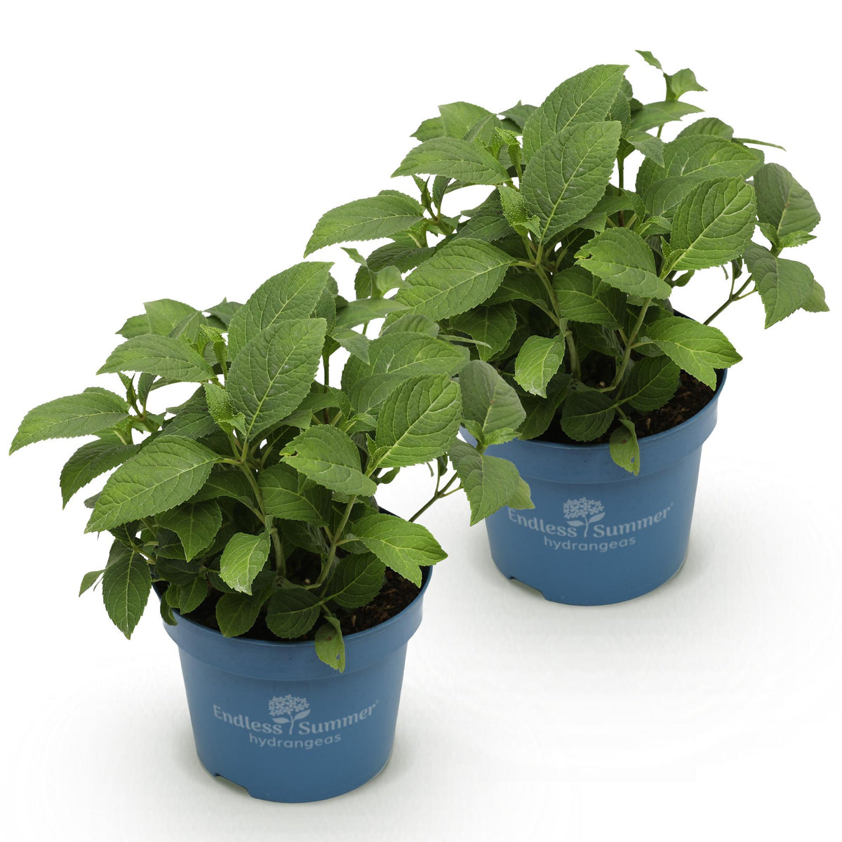 Green boutiQ - Tuinplant - Hydrangea Endles Summer The Original Pink - Hortensia - Winterhard - Roze - 2 Planten - Pot 14cm - Hoogte 20-25cm