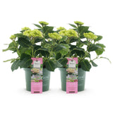 Green boutiQ - Terrasplant - Hortensia - Hydrangea Magical Jewel Pink - Roze - 6-10 Bloemen - 2 Planten - Pot 23cm Hoogte 55cm