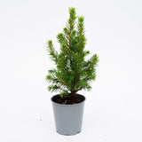 6x Mini-kerstboom - ↑15-20 cm - Ø 6 cm Picea Glauca Perfecta