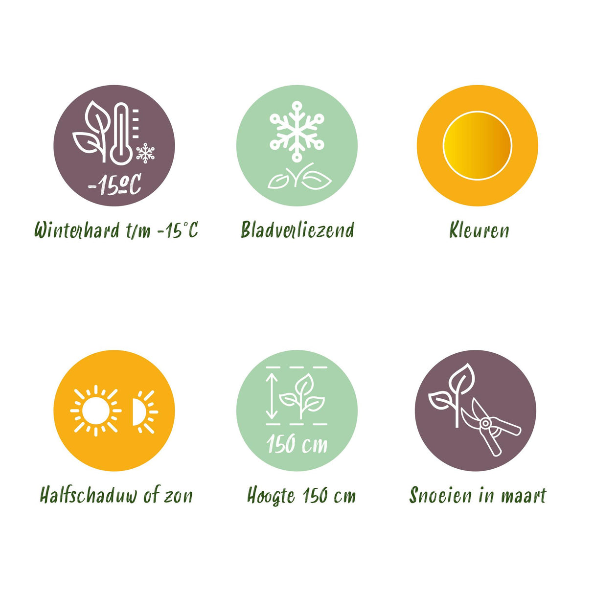 Green boutiQ - Terrasplant - Japanse Esdoorn - Acer palmatum Jordan - Geel - 2 Planten - Bladverliezend - Pot 19cm Hoogte 70cm