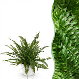 Nephrolepsis exaltata Green Lady - Varen - Huisdiervriendelijke Plant - Groen - 1 Plant - met Potter Wit - Pot 12cm - Hoogte 25cm