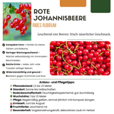 3 x Biologische Kruisbessenplanten - ↕20 cm - Ø 13 cm