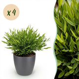 Bamusa Pogonatherum Monica - Bamboegras - Huisdiervriendelijke Plant - Groen - 4 Planten - met Potter Grijs - Pot 12cm - Hoogte 20cm