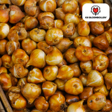 Tulpenbollen Dafeng – 20 Stuks | KH Bloembollen® | Oranje Tulp – Grootbloemig & Elegant – Voor Tuin of Pot – Maat 11/12 – Vers van de Teler!