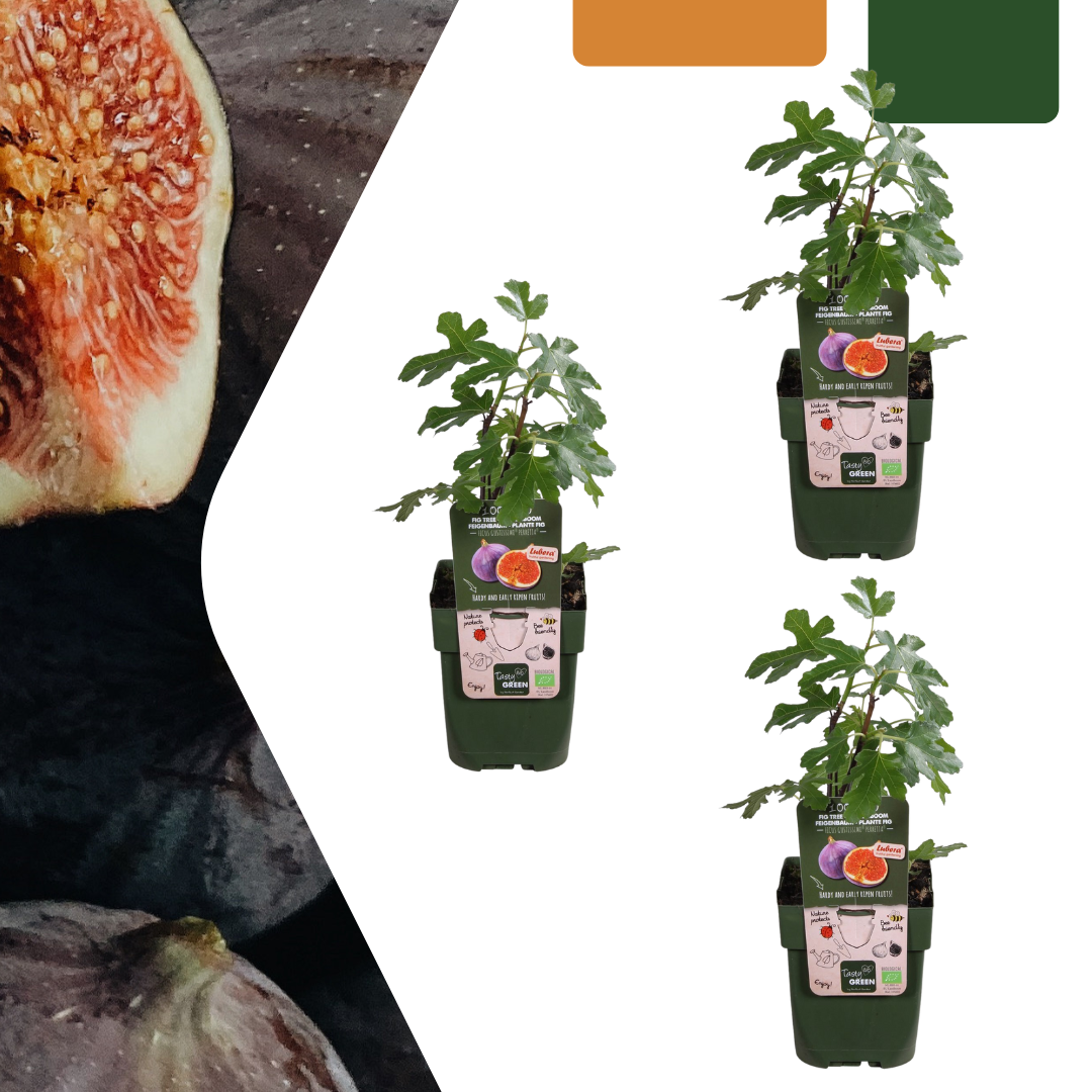 3 x Biologische Vijgenbomen - ↕20 cm - Ø 13 cm