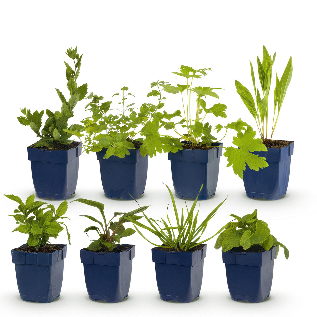 Borderpakket - Bijen en Vlinderlokkend - 8 Vaste planten - 1 m2 - Diversen kleuren - Weinig Onderhoud - Pot 11cm