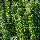 Green boutiQ - Haagplanten - Euonymus japonica Green Spire -  blad groen - 6 planten - 1 strekkende meter - groenblijvend - pot 17cm hoogte 40cm