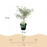 Green boutiQ - Terrasplant - Japanse Esdoorn - Acer palmatum Koto-no-ito - Groen - 2 Planten - Bladverliezend - Pot 19cm Hoogte 70cm