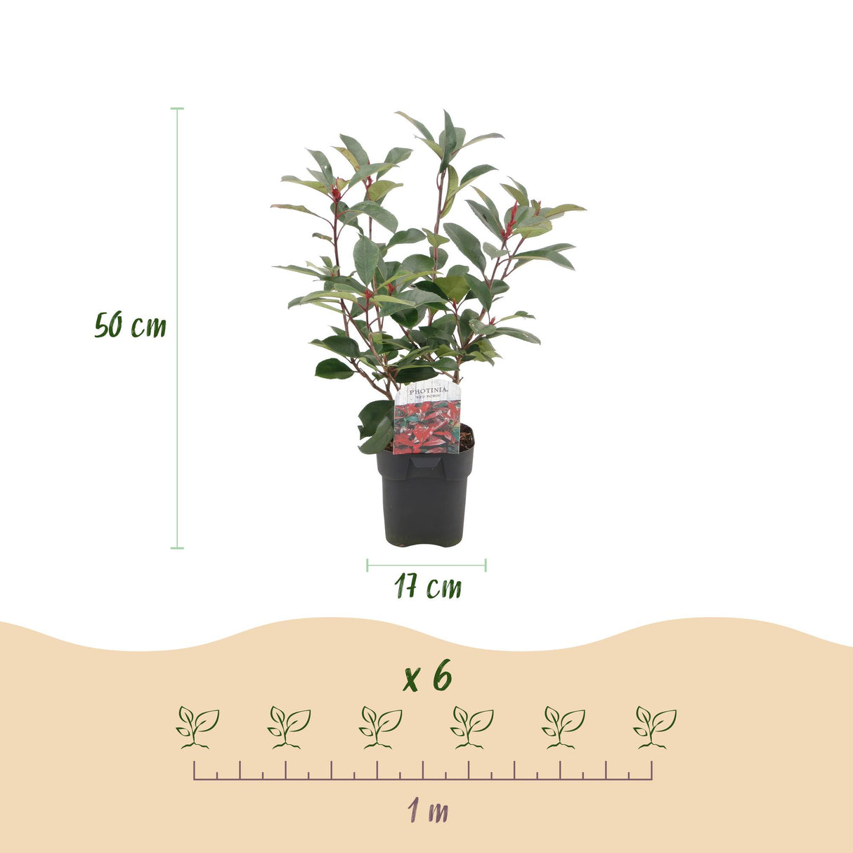 Green boutiQ - Haagplanten - Photinia fraseri Red Robin - groen rood  - 6 planten - 1 strekkende meter - groenblijvend - pot 17cm hoogte 50cm