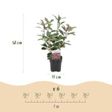 Green boutiQ - Haagplanten - Photinia fraseri Red Robin - groen rood  - 6 planten - 1 strekkende meter - groenblijvend - pot 17cm hoogte 50cm