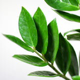 Zamioculcas Zamiifolia mit Sofia Korb natur - 80cm - Ø21