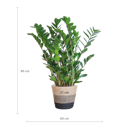 Zamioculcas Zamiifolia met Mand Lissabon zwart - 80cm - Ø21