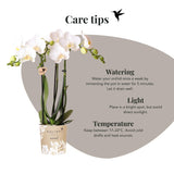 Kolibri Orchids | witte Phalaenopsis orchidee potmaat Ø9cm | Amabilis | bloeiende kamerplant - vers van de kweker