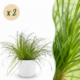Cyperus alternifolius Zumula - Kattengras - Huisdiervriendelijke Plant - Groen - 2 Planten - met Potter Wit - Pot 12cm - Hoogte 20cm