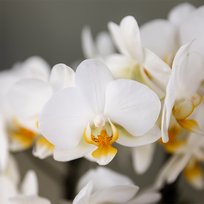 Kolibri Orchids - Surprise box mix - planten eenkleurig voordeel box - verrassingsbox met 2 orchideeën Ø9cm - vers van de kweker