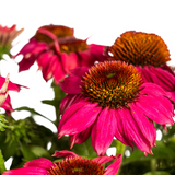 Echinacea Purpurea Purple Ø19cm - ↕60cm - Ø70cm