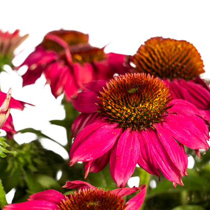 Echinacea Purpurea Purple Ø19cm - ↕60cm - Ø70cm