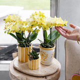 Kolibri Orchids | Gele orchidee Albenga + Malaga sierpot geel - potmaat Ø9cm | bloeiende kamerplant - vers van de kweker