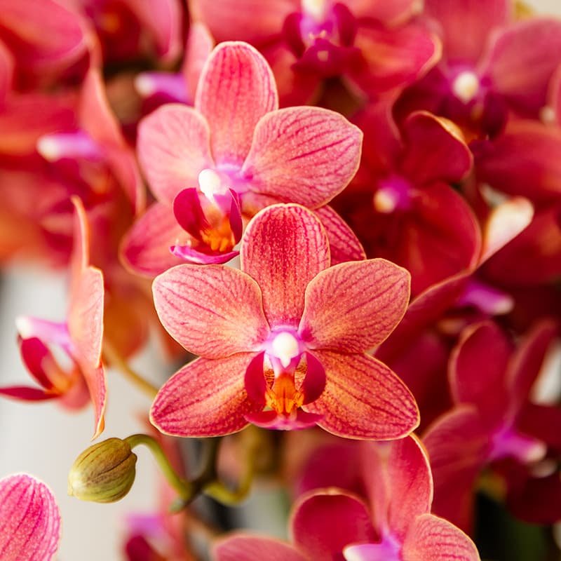 Kolibri Orchids | Rode Phalaenopsis Orchidee - Blossom Congo in Noma Sierpot Rood met Giftbox - Ø9 cm