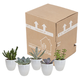 Vetplanten mix 5.5 cm - 5x - in witte pot