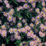 24x Aster ageratoides 'Asran' - ↕10-25cm - Ø9cm