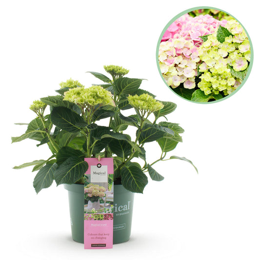 Green boutiQ - Terrasplant - Hortensia - Hydrangea Magical Jewel Pink - Roze - 6-10 Bloemen - Pot 23cm Hoogte 55cm