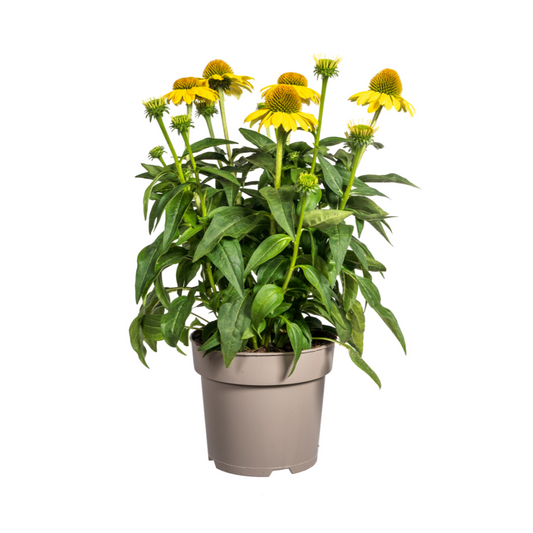 Echinacea Purpurea Yellow Ø19cm - ↕60cm - Ø70cm