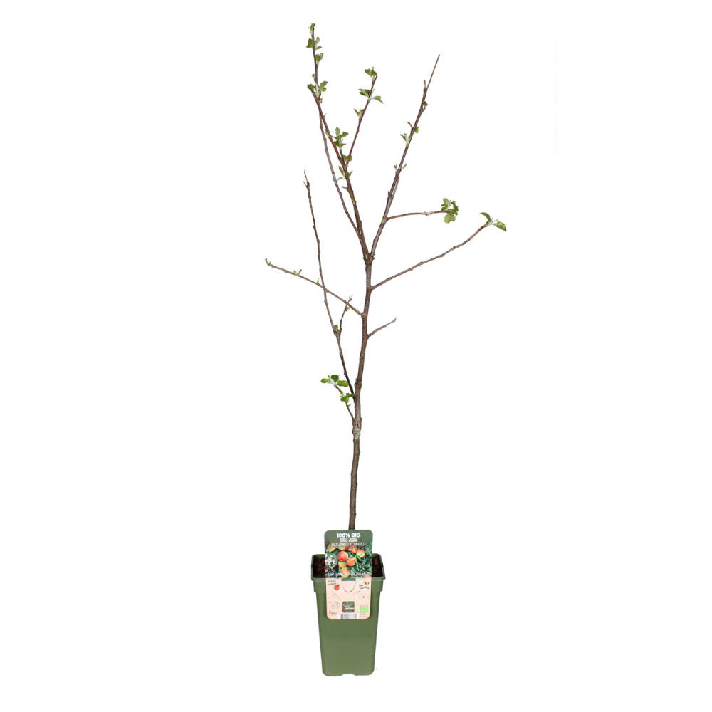 Malus Domestica Jonagold - Appel - ↕60cm - Ø19cm