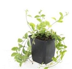 48x Vinca minor 'Aureovariegata' - ↕10-25cm - Ø9cm