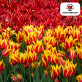 Tulpenbollen Fire Wings – 20 Stuks | KH Bloembollen® | Rood-Geel Gevlamde Tulp – Vurig & Opvallend – Voor Tuin of Pot – Maat 11/12 – Vers van de Teler