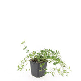 24x Vinca minor 'Gertrude Jekyll' - ↕10-25cm - Ø9cm