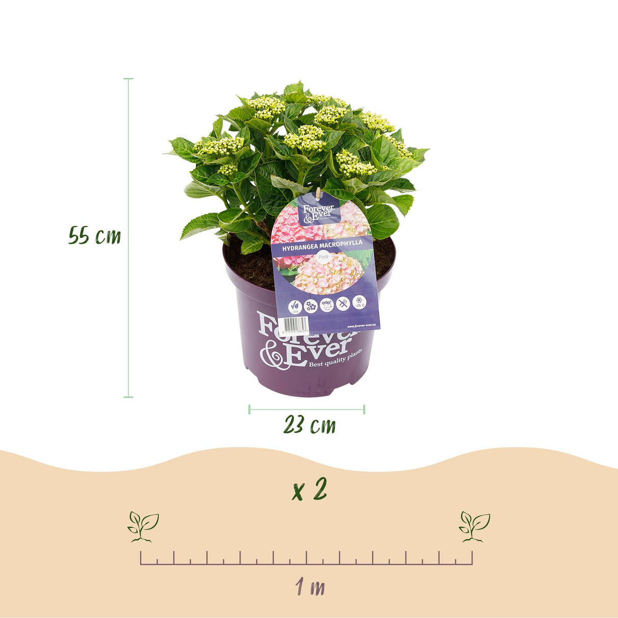 Green boutiQ - Terrasplant - Hortensia - Hydrangea Forever & Ever - Roze - 7-12 Bloemen - 2 Planten - Pot 23cm Hoogte 55cm