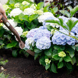Green boutiQ - Terrasplant - Hortensia - Hydrangea Forever & Ever - Blauw - 7-12 Bloemen - 2 Planten - Pot 23cm Hoogte 55cm