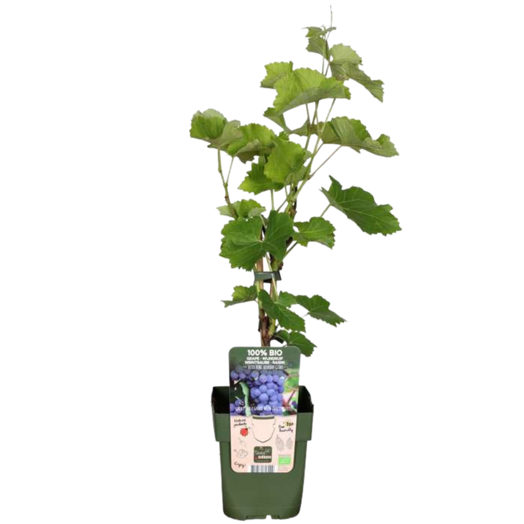 3 x Biologische Druivenplanten - ↕20 cm - Ø 13 cm