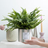 Nephrolepis Green Lady Gift "Breath" WITH GREETING CARD! - Ø12cm - ↕35cm
