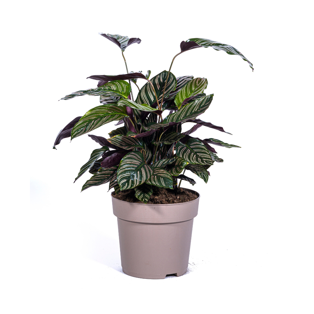 Slaapplant / Calathea Ornata Sanderiana - ↕70cm - Ø27cm